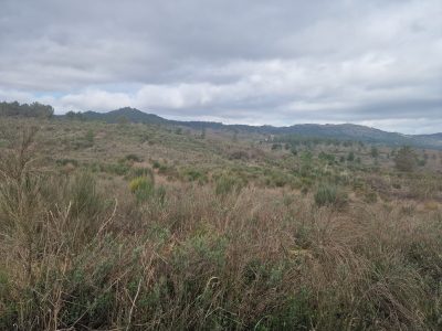 Terrenos produtivos acima dos 50 hectares