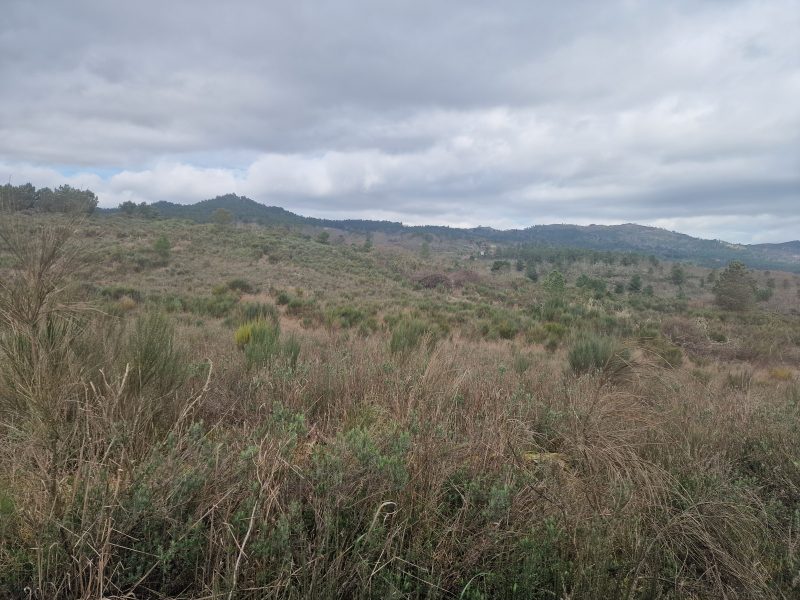 Terrenos produtivos acima dos 50 hectares
